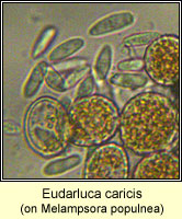 Eudarluca caricis