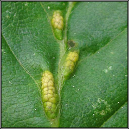 Aceria tenella