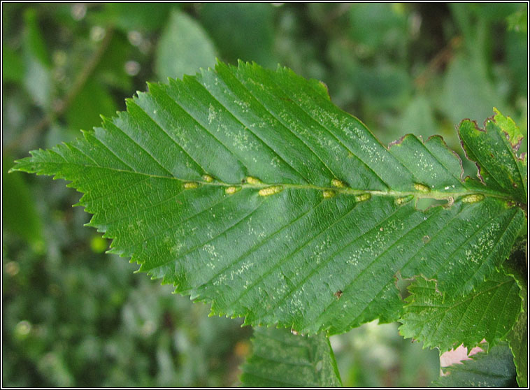 Aceria tenella