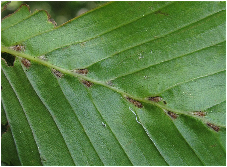 Aceria tenella