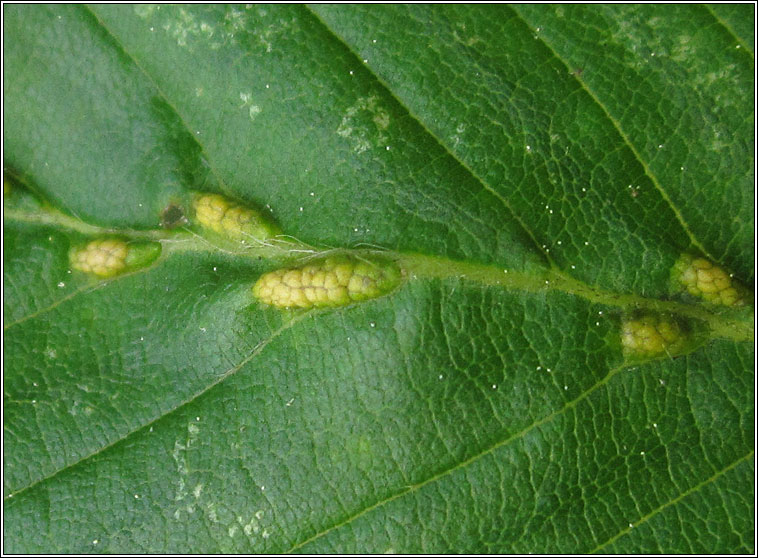 Aceria tenella