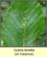 Aceria tenella