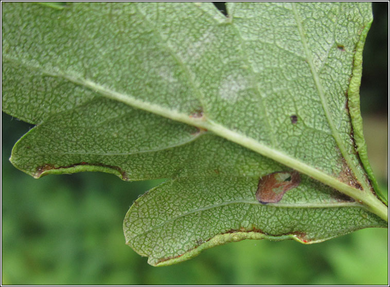 Phyllocoptes goniothorax