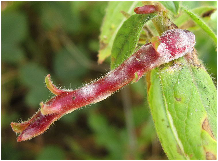 Podosphaera epilobii