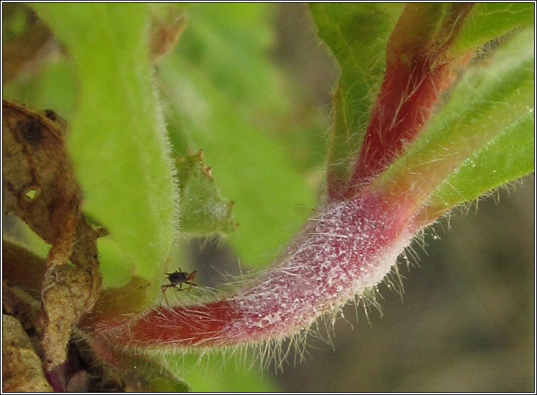 Podosphaera epilobii