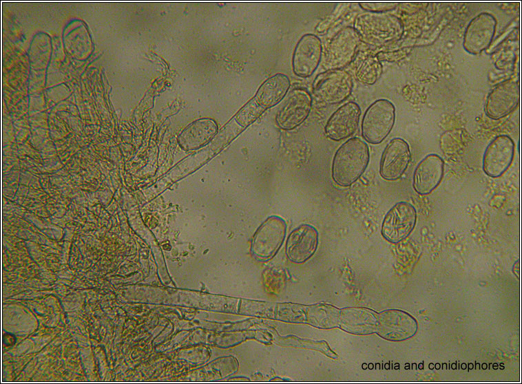 Podosphaera epilobii