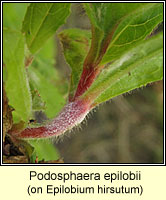 Podosphaera epilobii