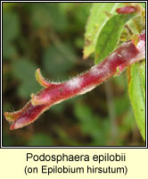 Podosphaera epilobii