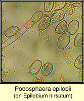 Podosphaera epilobii (Sphaerotheca epilobii)