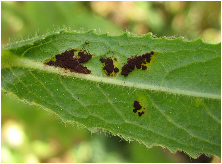 Puccinia pulverulenta