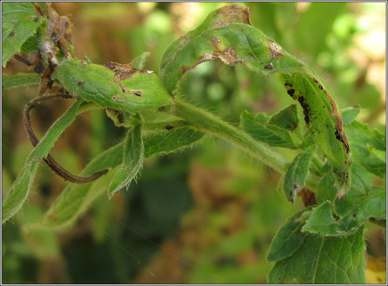 Puccinia pulverulenta