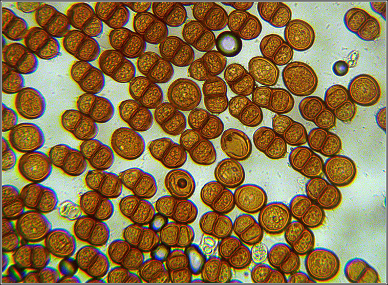 Puccinia pulverulenta