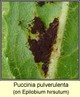 Puccinia pulverulenta