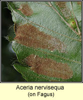 Aceria nervisequa