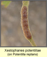 Xestophanes potentillae