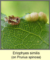 Eriophyes similis