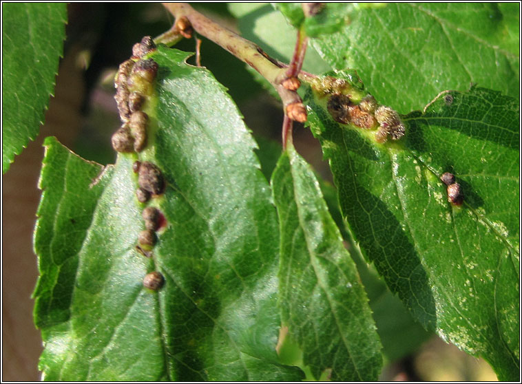 Eriophyes homophyllus