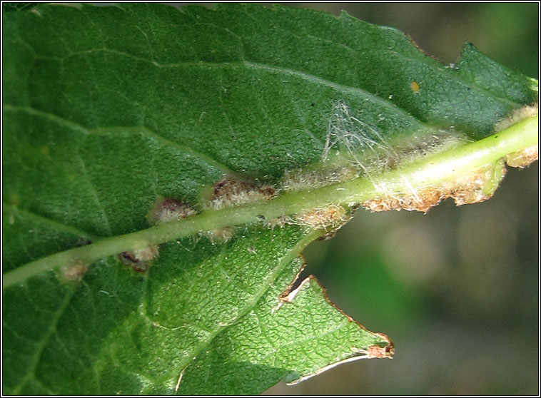 Eriophyes homophyllus