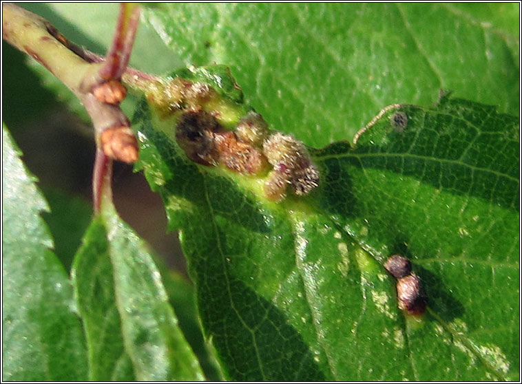 Eriophyes homophyllus