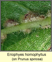 Eriophyes homophyllus