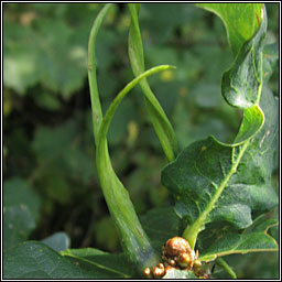 Andricus aries, Ram's-horn Gall