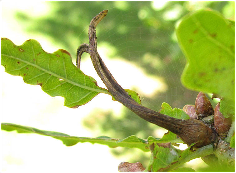 Andricus aries, Ram's-horn Gall