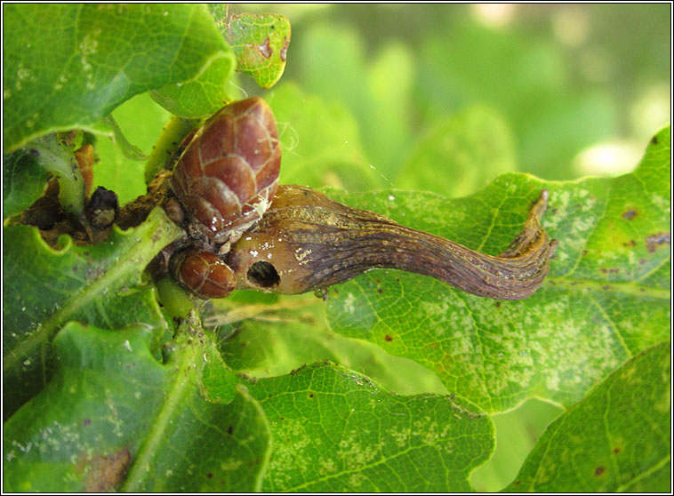 Andricus aries, Ram's-horn Gall