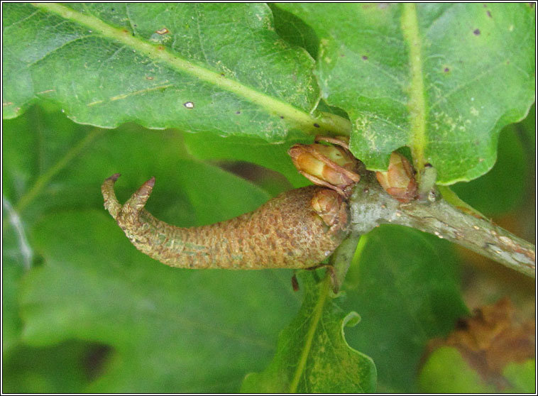 Andricus aries, Ram's-horn Gall