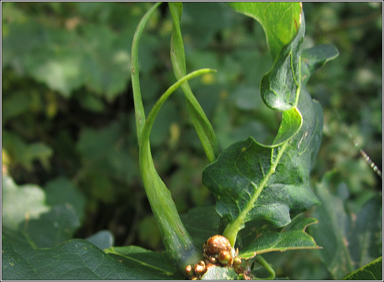 Andricus aries, Ram's-horn Gall