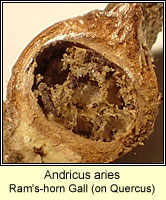 Andricus aries, Ram's-horn Gall