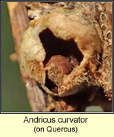 Andricus curvator