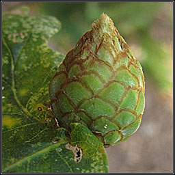 Andricus foecundatrix, Artichoke Gall