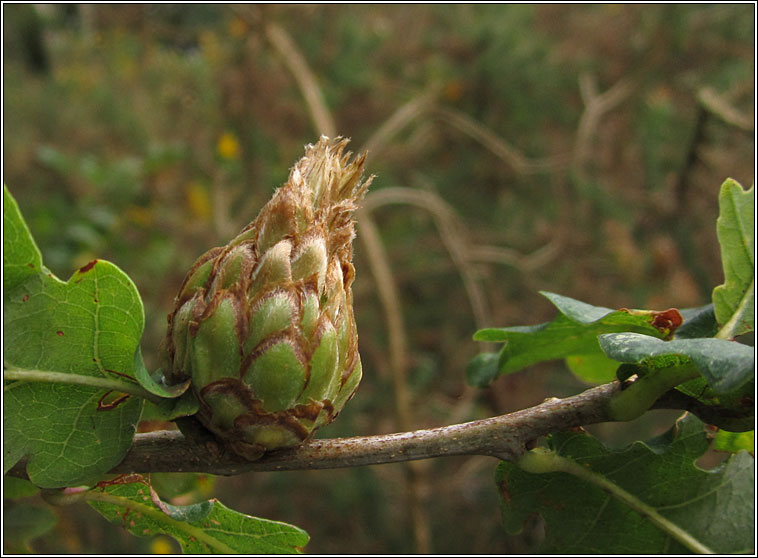 Andricus foecundatrix, Artichoke Gall