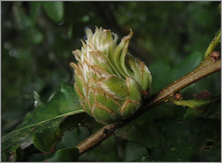 Andricus foecundatrix, Artichoke Gall