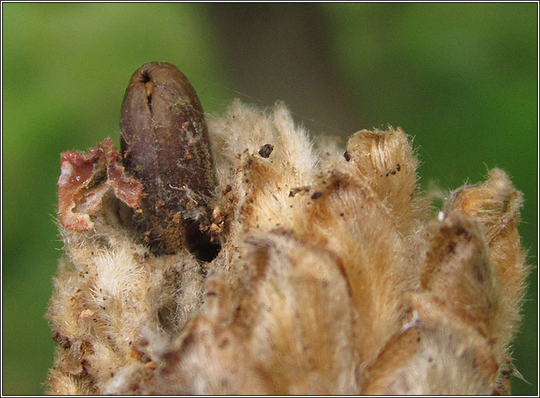 Andricus foecundatrix, Artichoke Gall