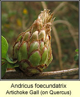 Andricus foecundatrix, Artichoke Gall