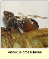 Andricus grossulariae, agamous