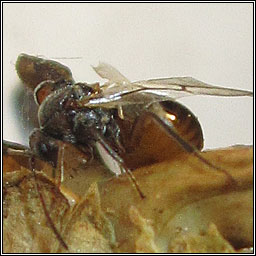 Andricus grossulariae