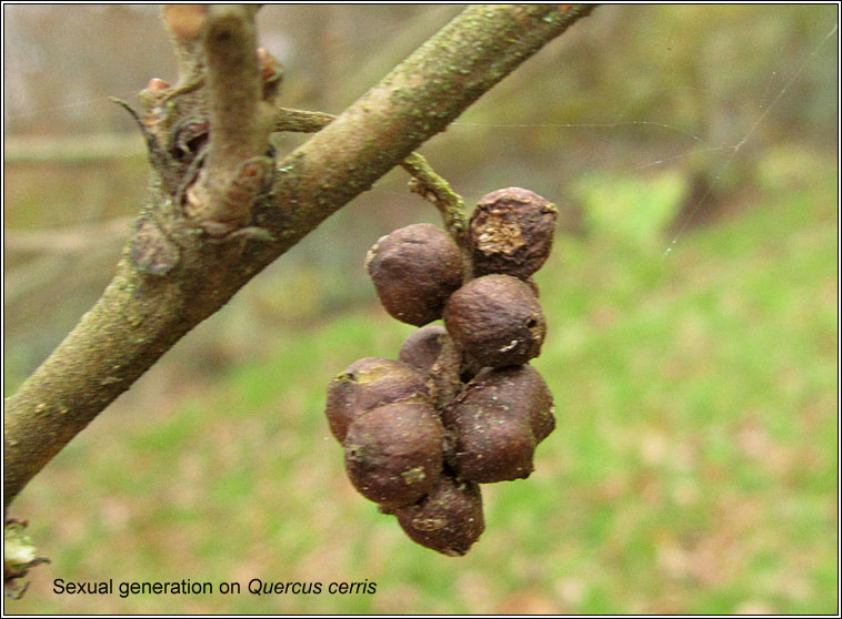 Andricus grossulariae