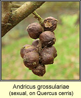 Andricus grossulariae