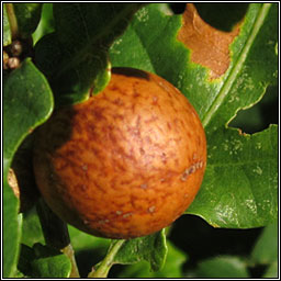 Andricus kollari, Marble Gall