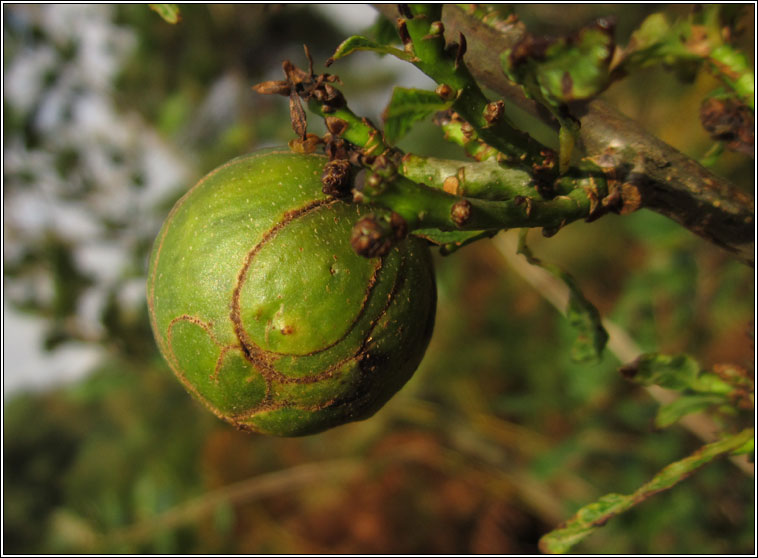 Andricus kollari, Marble Gall