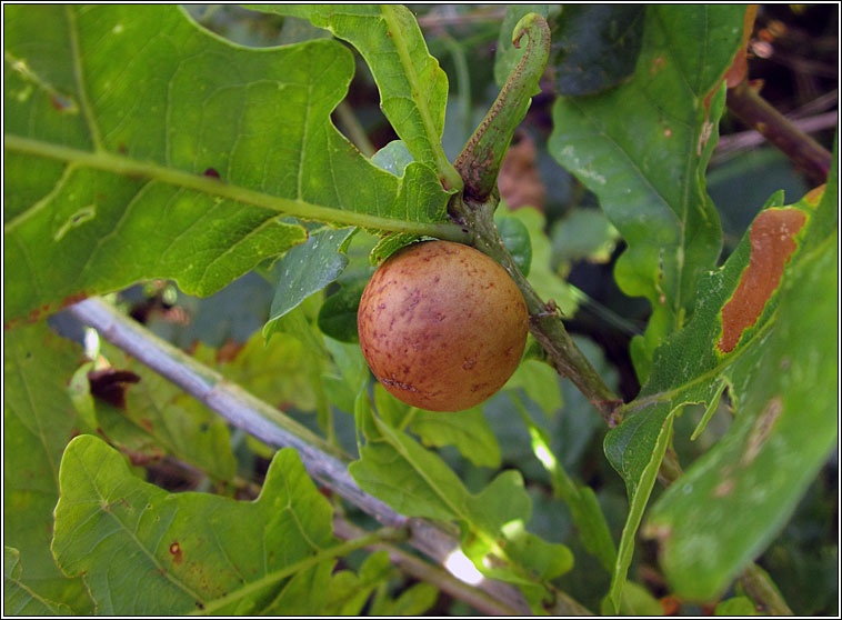 Andricus kollari, Marble Gall