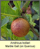 Andricus kollari, Marble Gall