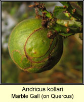 Andricus kollari, Marble Gall