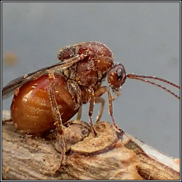 Andricus lignicolus, Cola-nut Gall