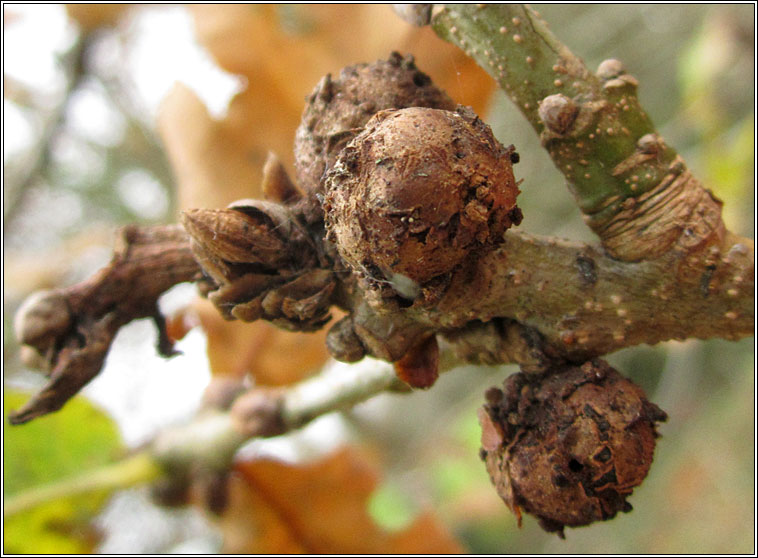 Andricus lignicolus, Cola-nut Gall