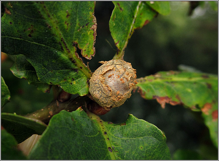 Andricus lignicolus, Cola-nut Gall