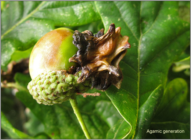 Andricus quercuscalicis, Knopper Gall