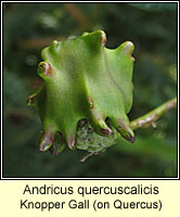 Andricus quercuscalicis, Knopper Gall